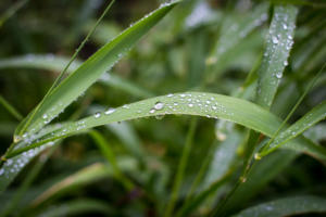 IMG 8158 (1)